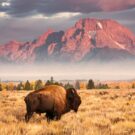 joiedevivre711 Avatar